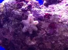 [TodoMarino.com] Proyecto reef 55x55x55