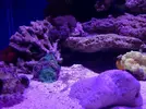 [TodoMarino.com] Proyecto reef 55x55x55