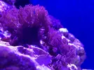 [TodoMarino.com] Proyecto reef 55x55x55
