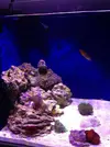 [TodoMarino.com] Proyecto reef 55x55x55