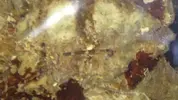 [TodoMarino.com] Alguien sabe que gusano es este?