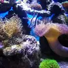 [TodoMarino.com] Nano Reef 50x50x50, paso a paso