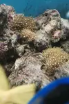[TodoMarino.com] Ayuda identificar coral??