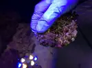 [TodoMarino.com] Qué coral es este??