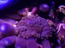 [TodoMarino.com] Qué coral es este??