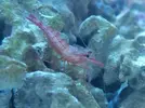 [TodoMarino.com] Life Reef