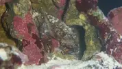 [TodoMarino.com] Life Reef