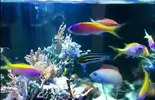 [TodoMarino.com] Pseudanthias evansi, apático!