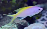[TodoMarino.com] Pseudanthias evansi, apático!