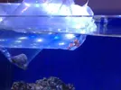 [TodoMarino.com] Mi nuevo acuario 325l.