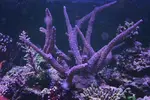 [TodoMarino.com] BricoLed Tetra aquaart explorer 60l