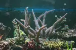 [TodoMarino.com] BricoLed Tetra aquaart explorer 60l