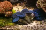 [TodoMarino.com] BricoLed Tetra aquaart explorer 60l