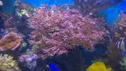 [TodoMarino.com] BricoLed Tetra aquaart explorer 60l