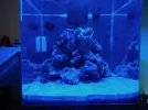 [TodoMarino.com] Nini reef de Blau de 91 litros de 45x45x45