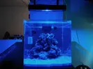 [TodoMarino.com] Nini reef de Blau de 91 litros de 45x45x45