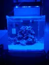 [TodoMarino.com] Nini reef de Blau de 91 litros de 45x45x45
