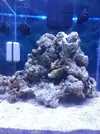 [TodoMarino.com] Nini reef de Blau de 91 litros de 45x45x45