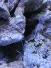 [TodoMarino.com] Nini reef de Blau de 91 litros de 45x45x45