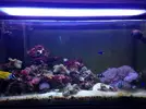 [TodoMarino.com] Poner aquí la foto de vuestro acuario...