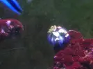 [TodoMarino.com] Poner aquí la foto de vuestro acuario...