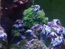 [TodoMarino.com] Poner aquí la foto de vuestro acuario...