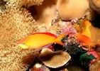 [TodoMarino.com] Pseudanthias evansi, apático!