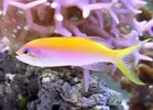 [TodoMarino.com] Pseudanthias evansi, apático!
