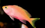 [TodoMarino.com] Pseudanthias evansi, apático!
