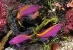 [TodoMarino.com] Pseudanthias evansi, apático!