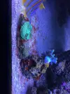 [TodoMarino.com] Cyano, coralina? Que es esto?