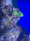 [TodoMarino.com] Cyano, coralina? Que es esto?