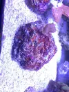 [TodoMarino.com] Cyano, coralina? Que es esto?