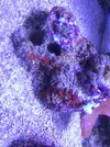 [TodoMarino.com] Cyano, coralina? Que es esto?