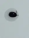 [TodoMarino.com] Me ha aparecido esto en el acuario... que puede ser????