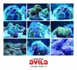 [TodoMarino.com] Tridacna máxima, Corythoichthy intestinalis y mucho más...