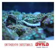 [TodoMarino.com] Tridacna máxima, Corythoichthy intestinalis y mucho más...