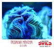 [TodoMarino.com] Tridacna máxima, Corythoichthy intestinalis y mucho más...