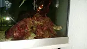 [TodoMarino.com] Chilomycterus shoepfi