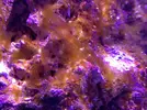 [TodoMarino.com] Plaga de algas gelatinosas