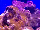 [TodoMarino.com] Plaga de algas gelatinosas