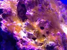 [TodoMarino.com] Plaga de algas gelatinosas