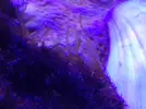 [TodoMarino.com] Plaga de algas gelatinosas