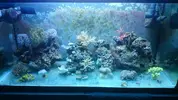 [TodoMarino.com] reef sin peces solo corales