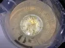 [TodoMarino.com] Plaga de algas gelatinosas