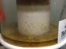 [TodoMarino.com] Plaga de algas gelatinosas