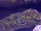 [TodoMarino.com] Plaga de algas gelatinosas
