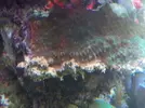 [TodoMarino.com] Identificacion de alga y como luchar contra ella....