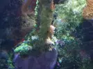 [TodoMarino.com] Identificacion de alga y como luchar contra ella....