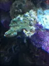 [TodoMarino.com] Identificacion de alga y como luchar contra ella....